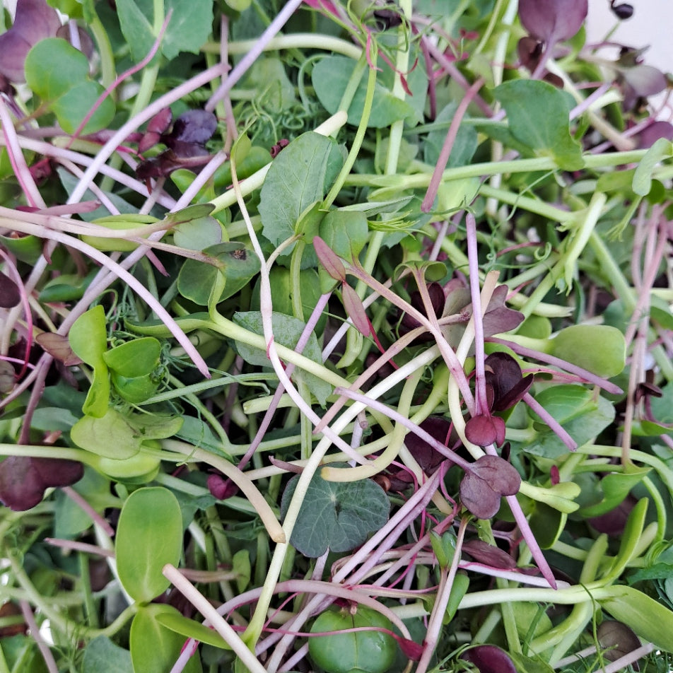 Mixed Microgreens Salad - Two Portions