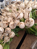 Japanese Turnip