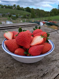 Strawberries - One Punnet