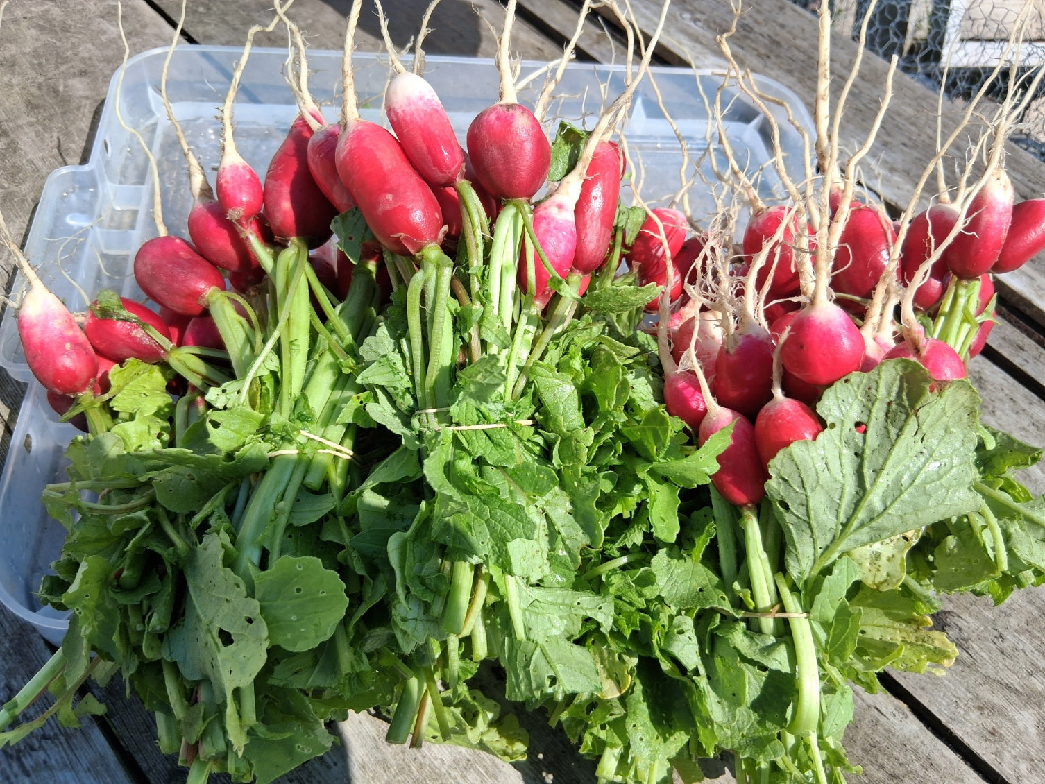 Radishes