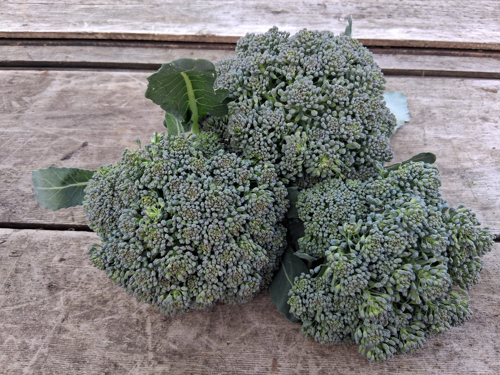 Broccoli