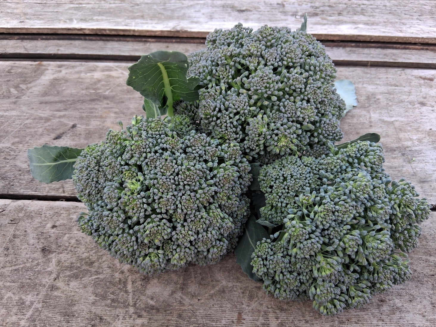 Broccoli