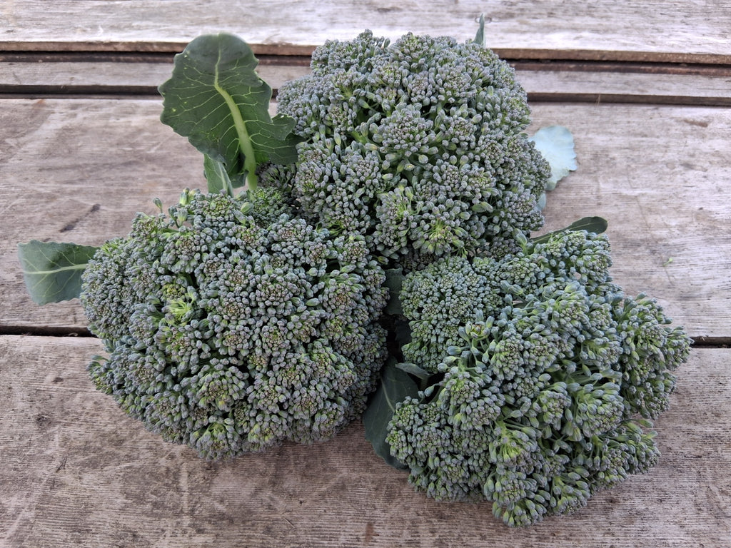 Broccoli