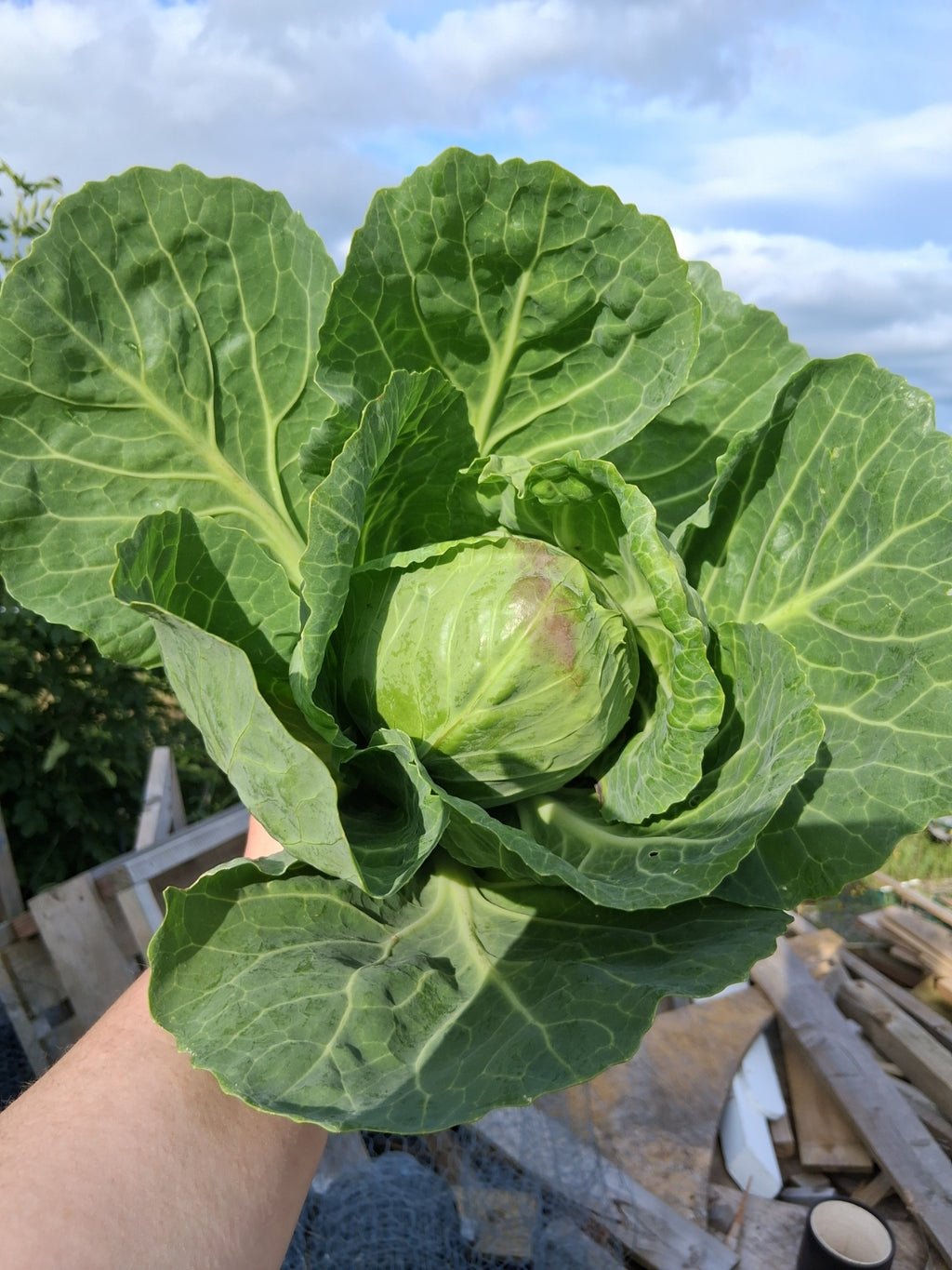 Cabbage