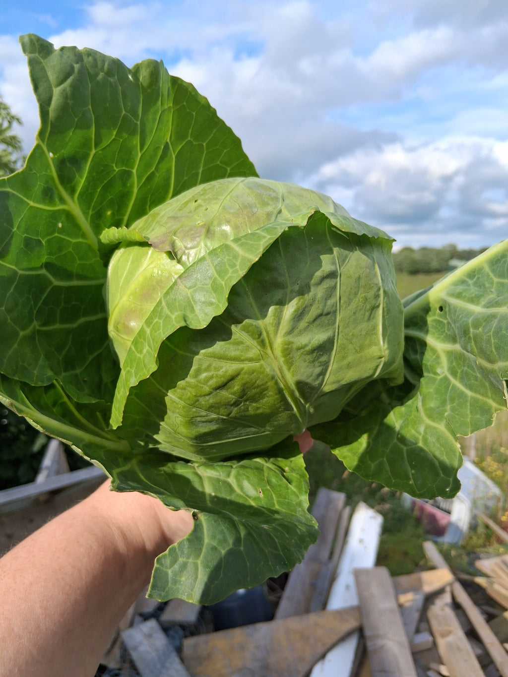 Cabbage