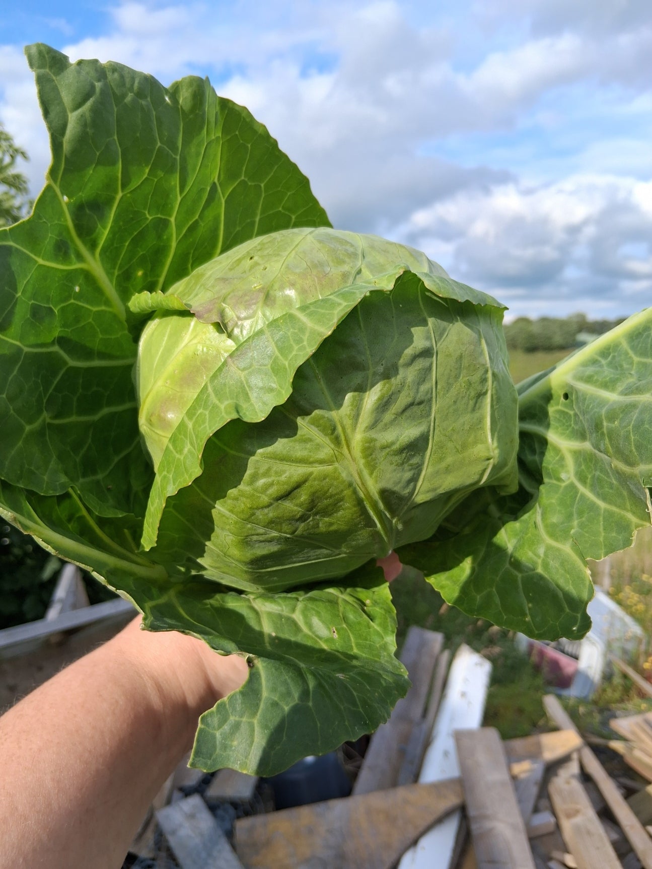 Cabbage