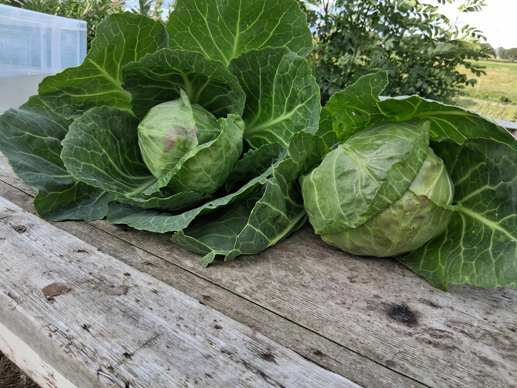 Cabbage
