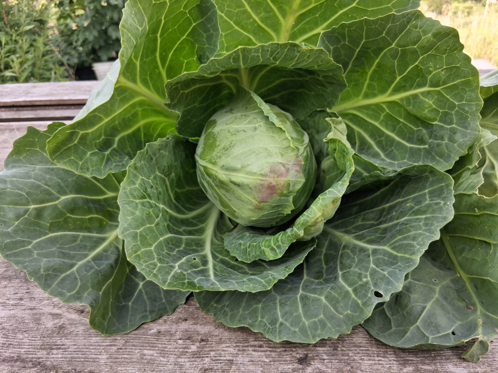 Cabbage
