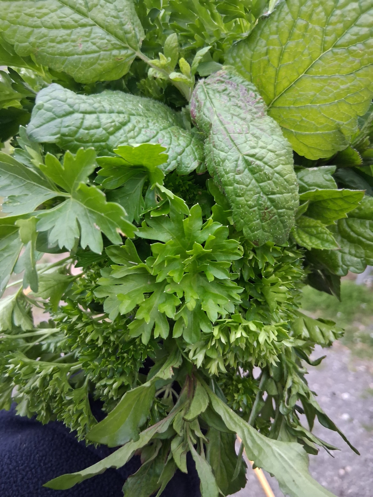 Parsley