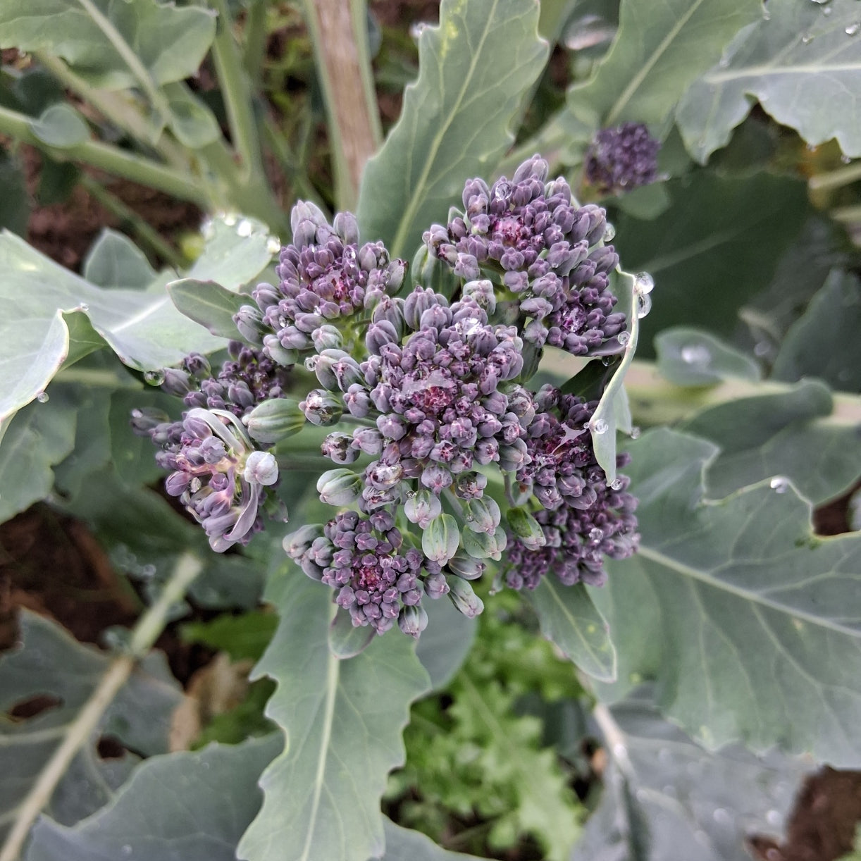 Purple Sprouting Broccoli