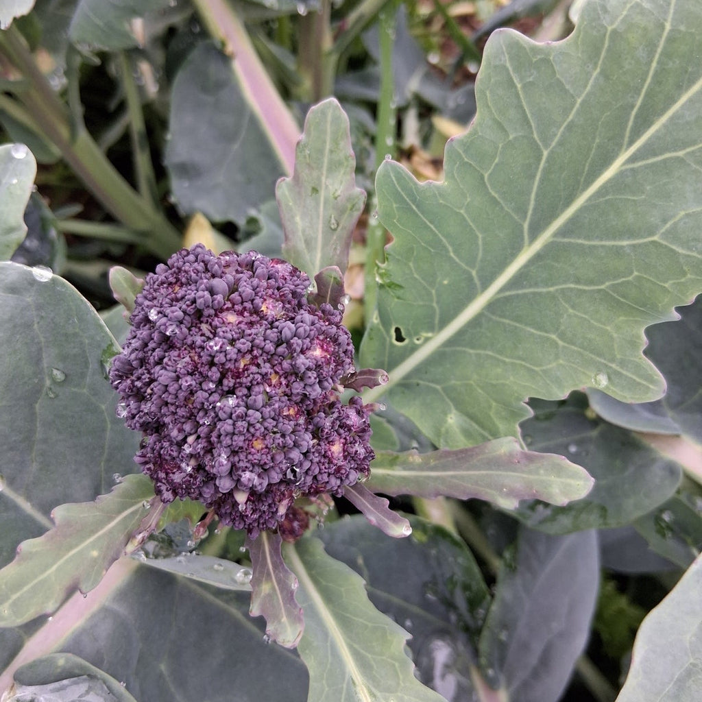 Purple Sprouting Broccoli