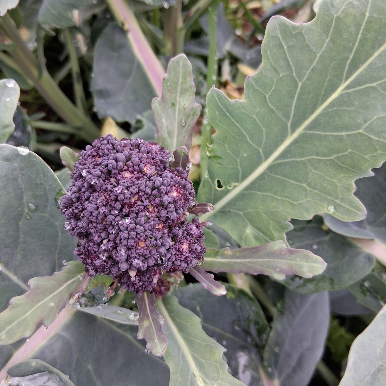 Purple Sprouting Broccoli