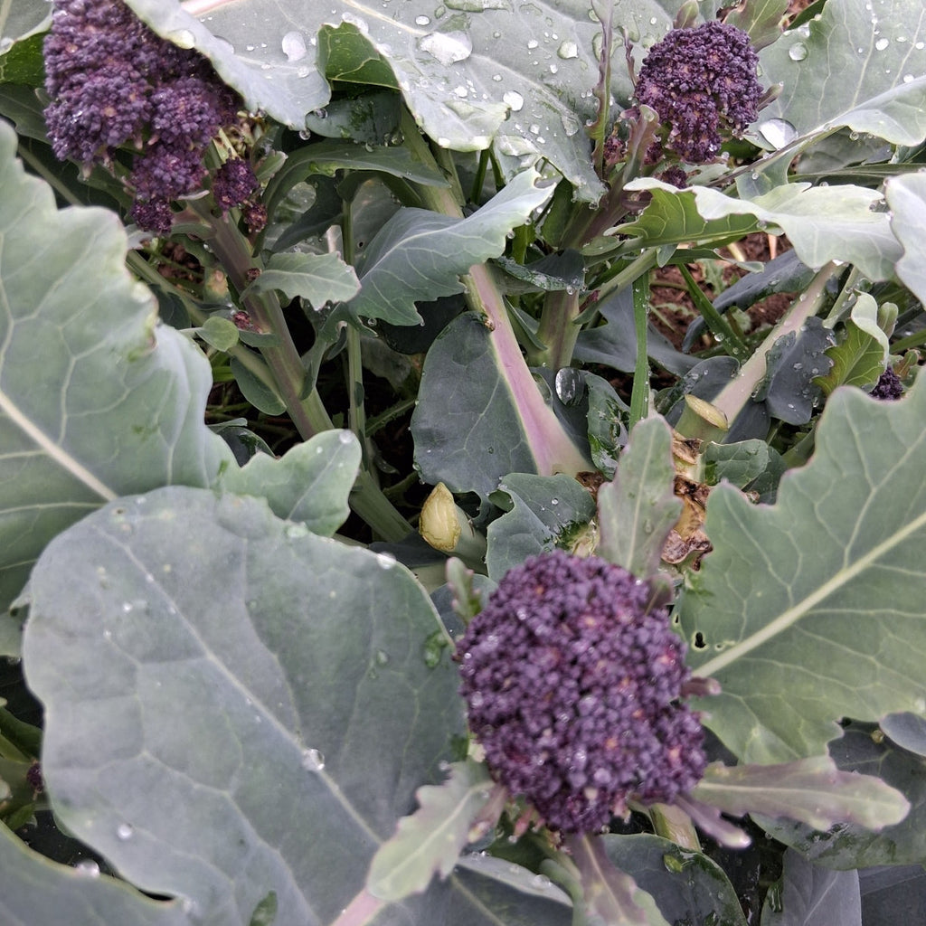 Purple Sprouting Broccoli