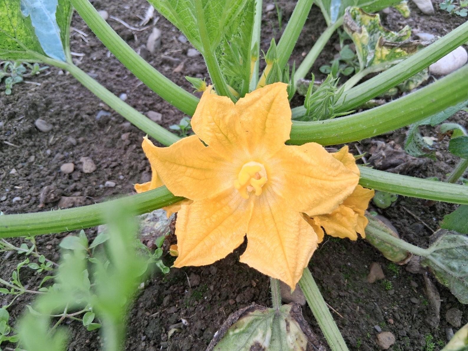 Courgettes