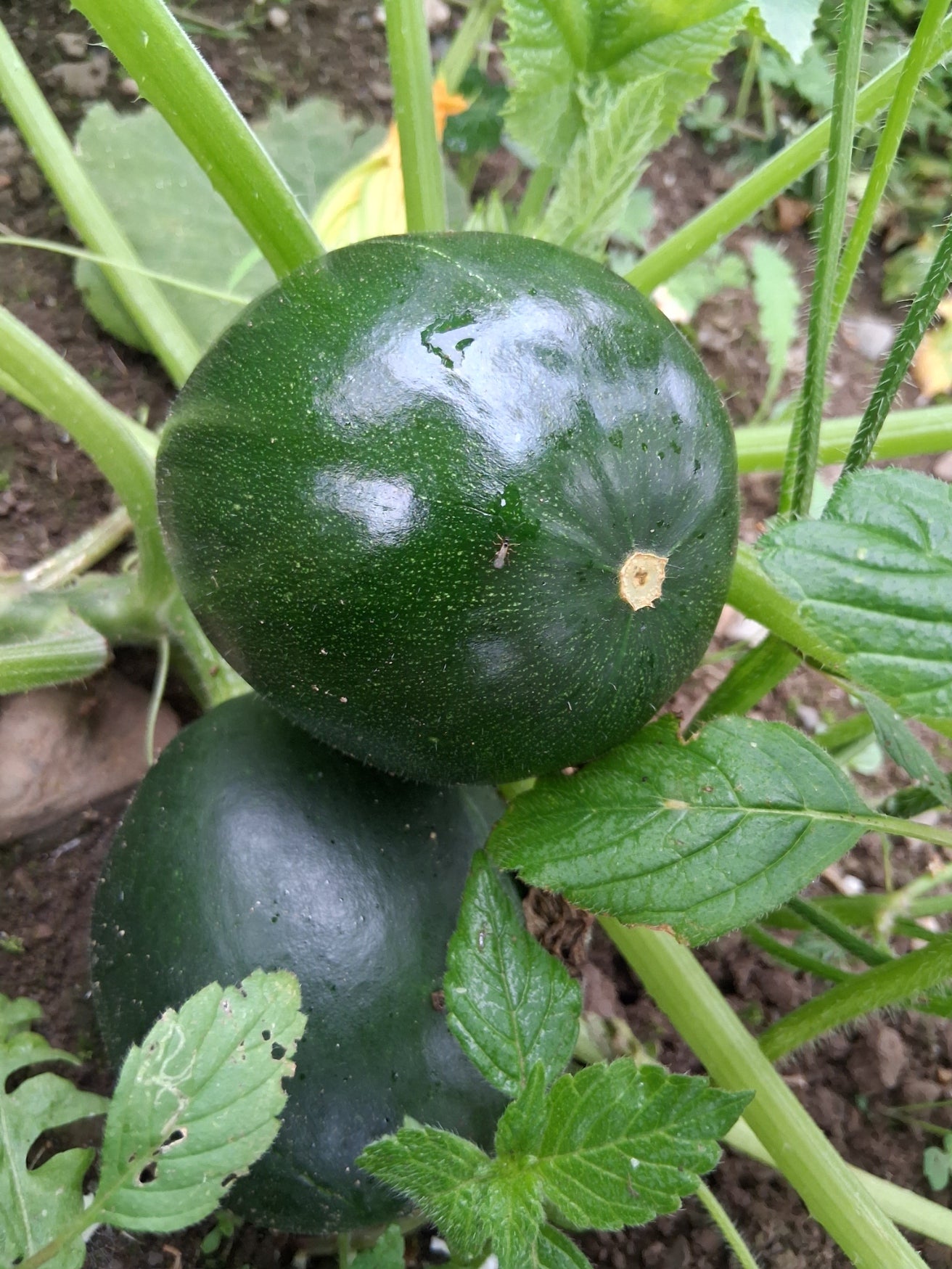 Courgettes