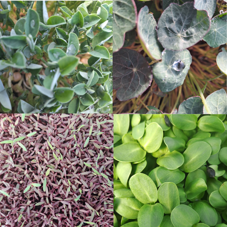 Mixed Microgreens Salad - One Portion