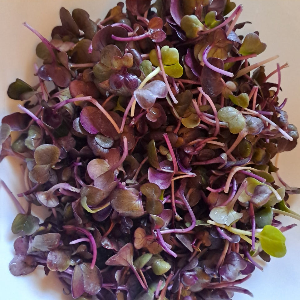 Mixed Microgreens Salad - Two Portions