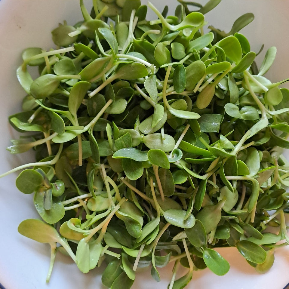 Mixed Microgreens Salad - One Portion