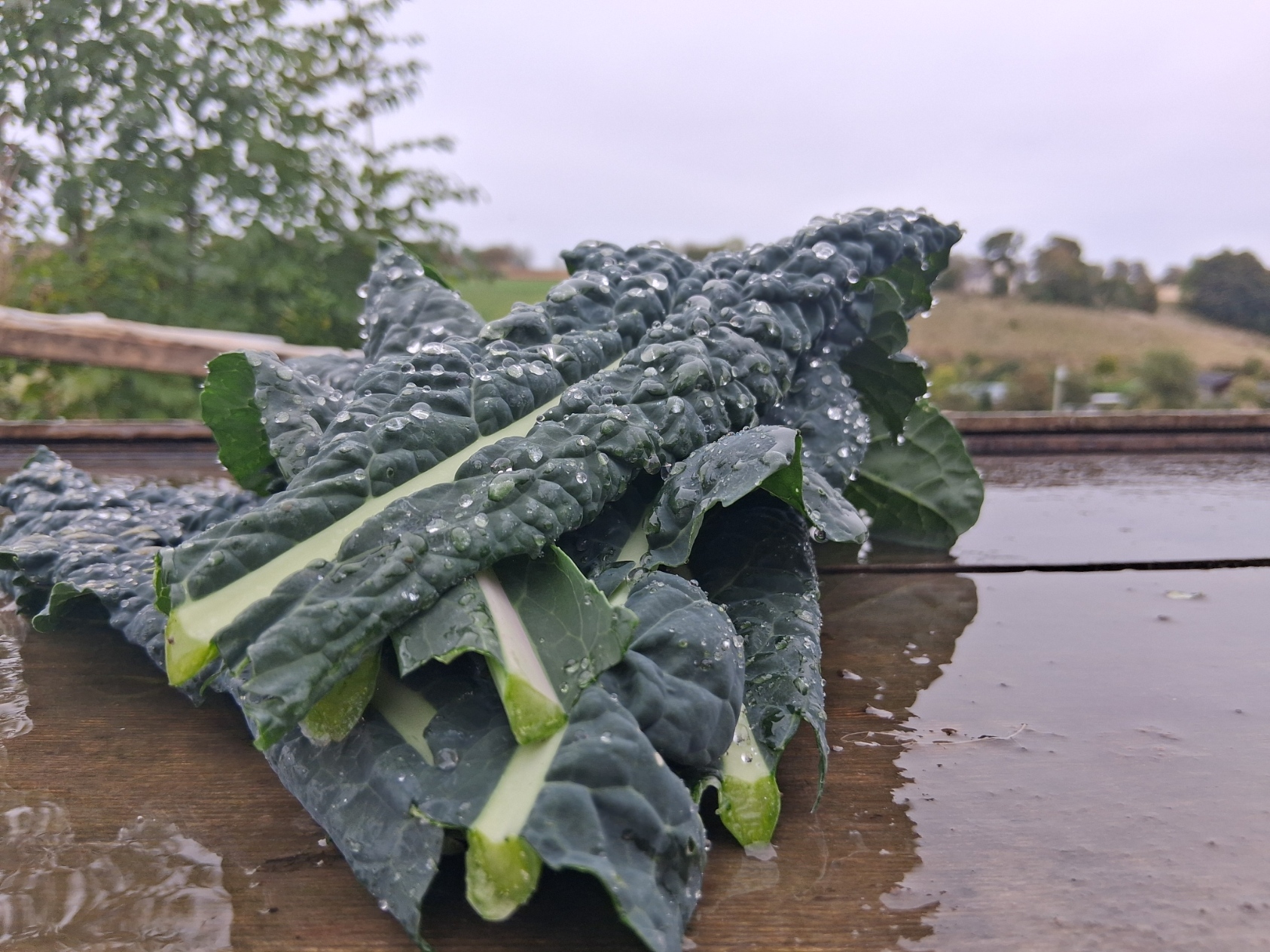 Kale (Nero Type)